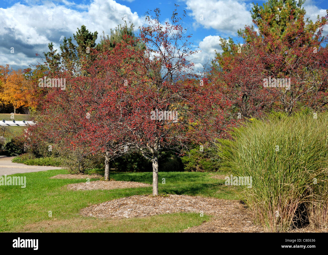 autumn park with colorful trees against a cloudy sky Stock Photo - Alamy