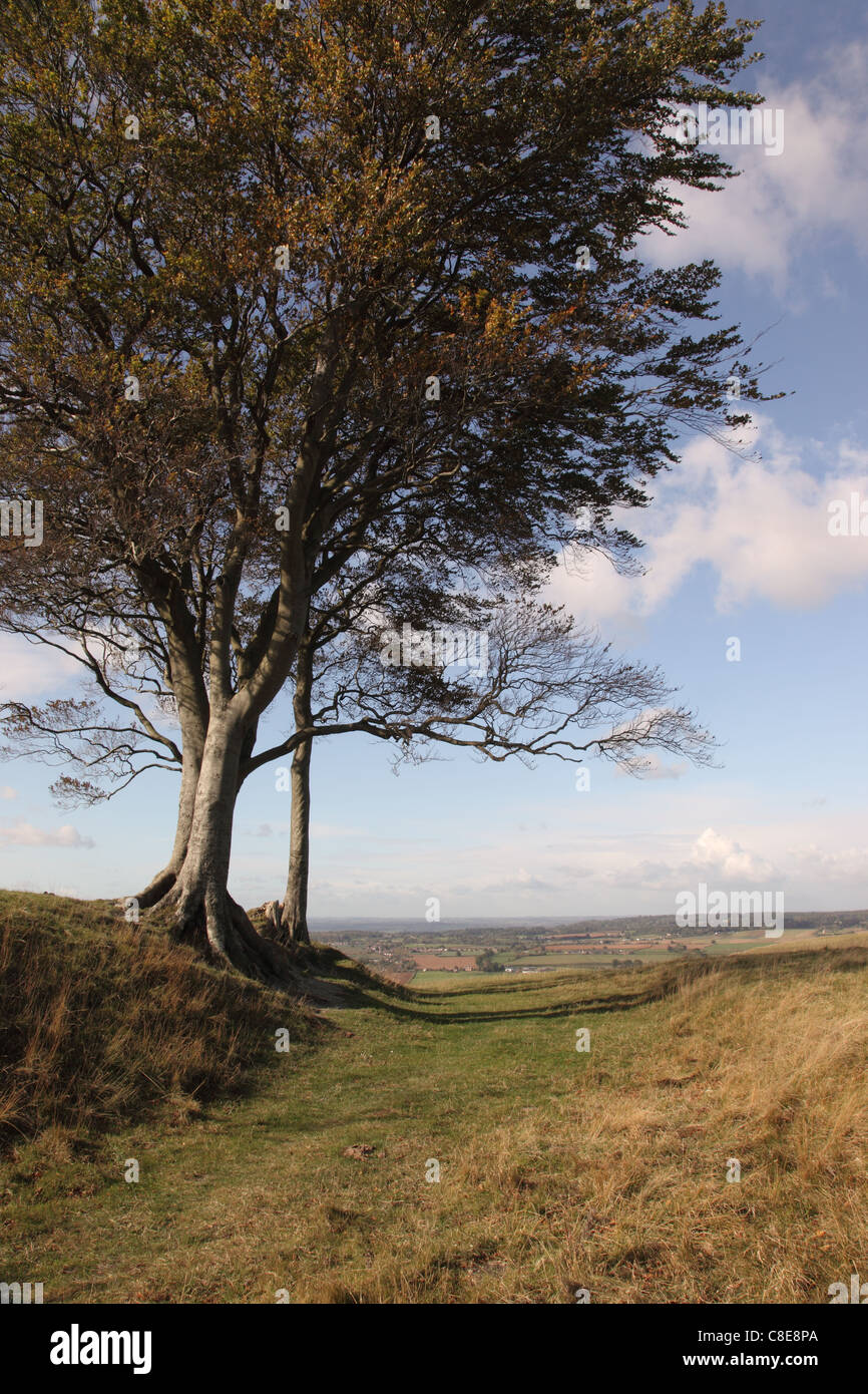 Oliver's Castle an iron age hill fort, Roundway Hill,  near Devizes, Wiltshire, England, UK Stock Photo