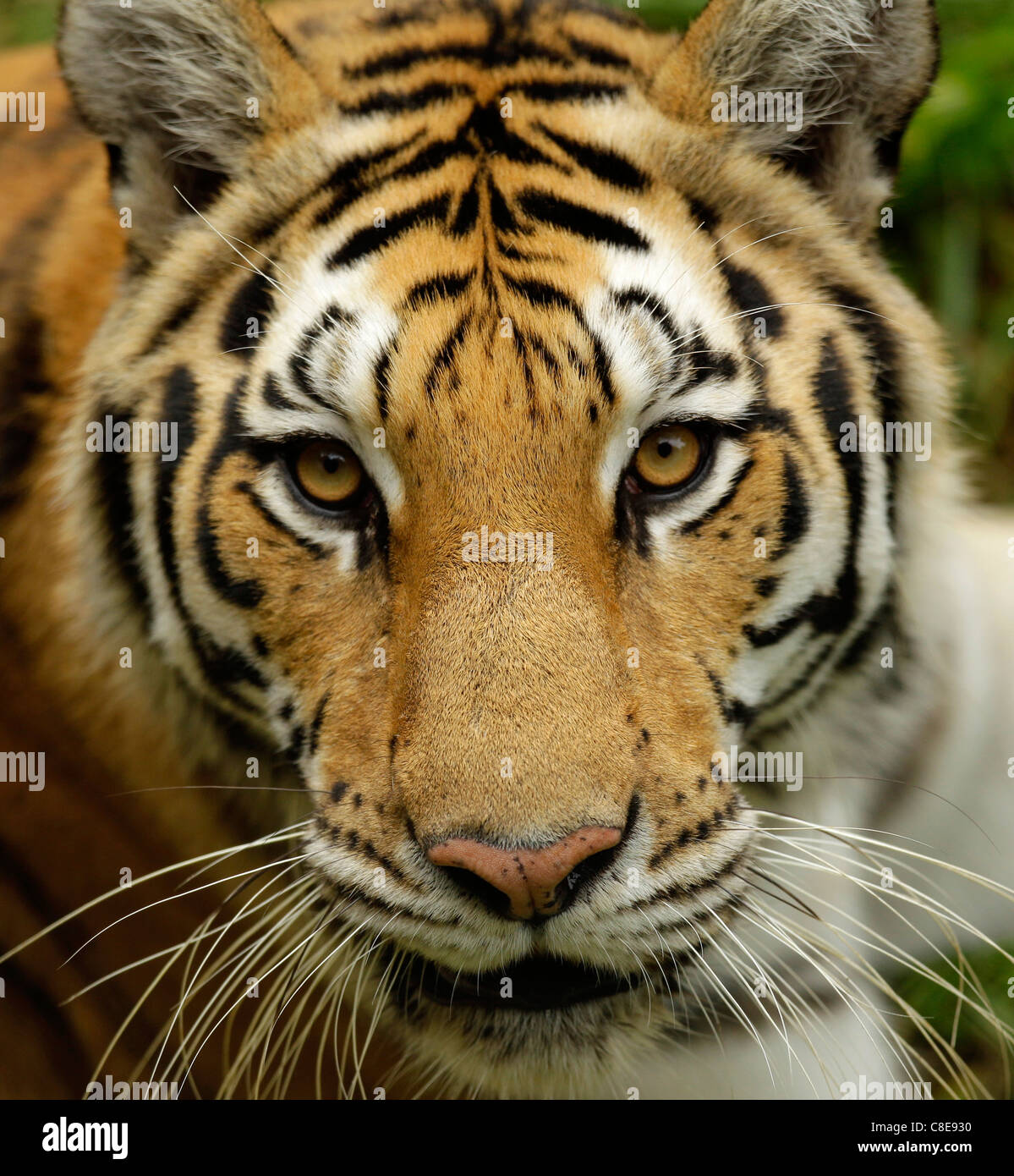 Tiger Eyes stripes whiskers Eye stare mesmerize zoo carnivore Stock ...