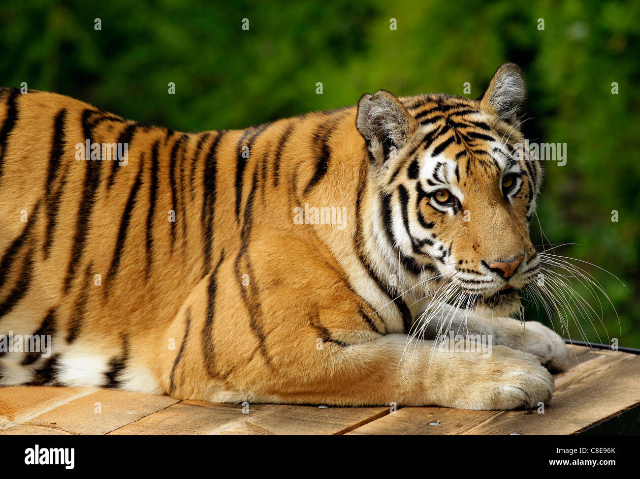 Zoo Tiger Stripes carnivore Stock Photo