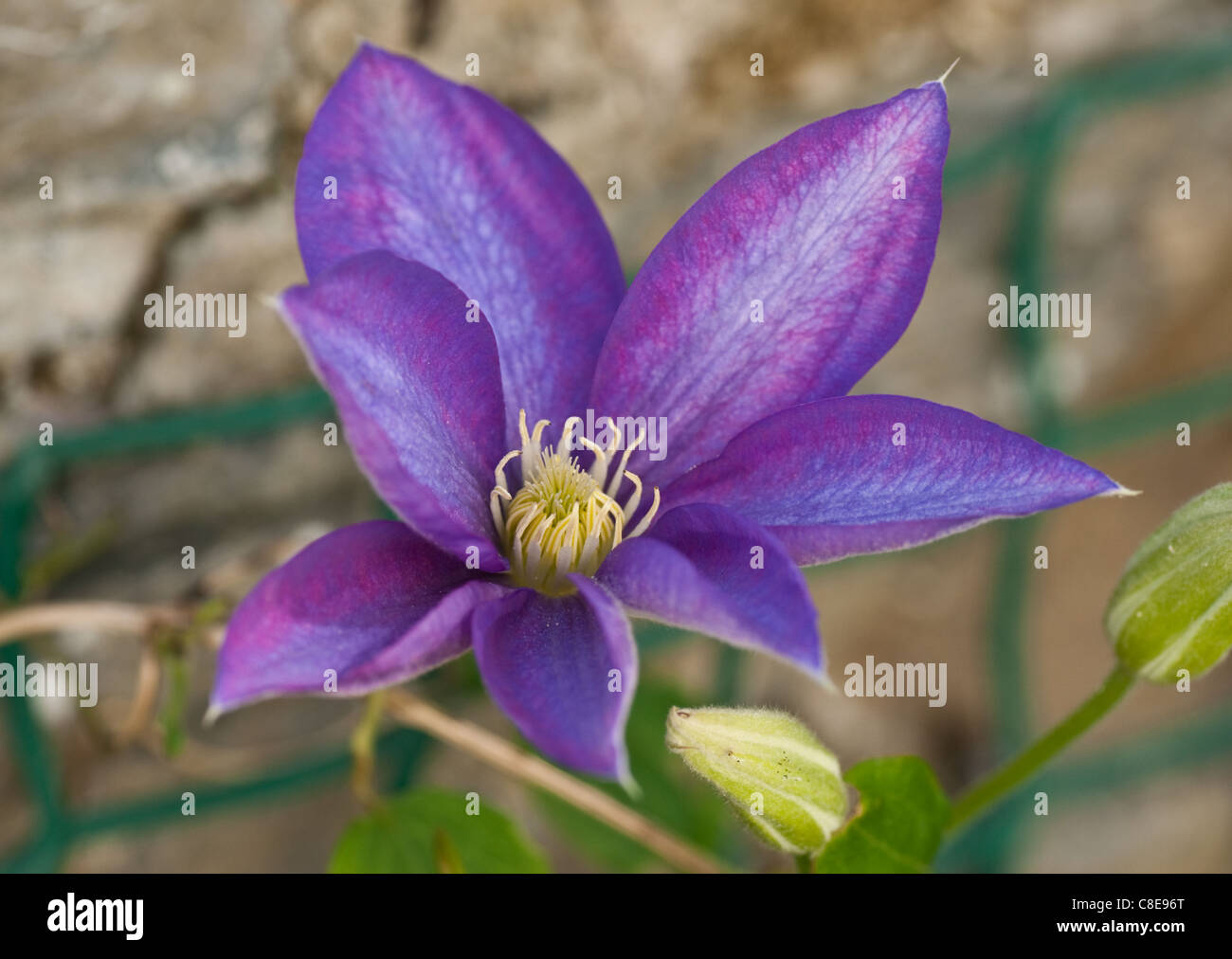 A purple Clematis flower Stock Photo