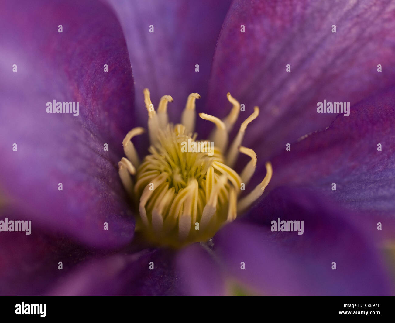 Close up of a clematis flower stamen. Stock Photo