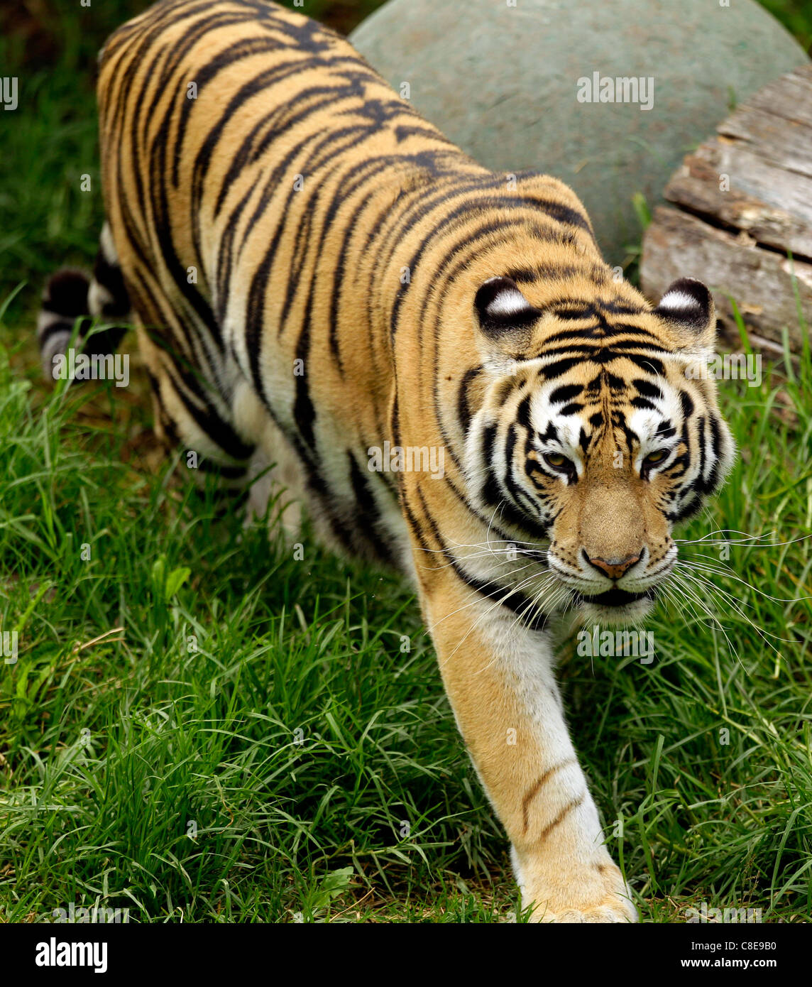 Tiger stripes whiskers zoo pace Stock Photo