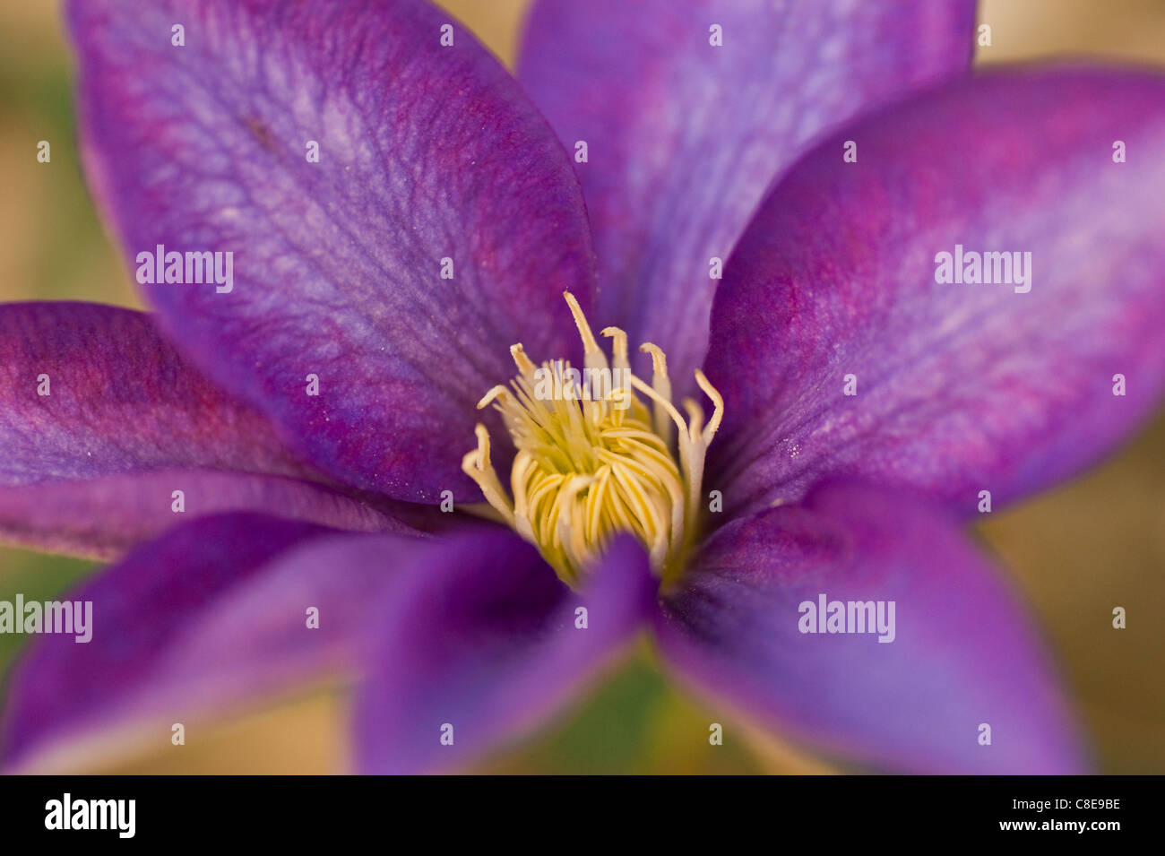 Purple Clematis flower close up. Stock Photo