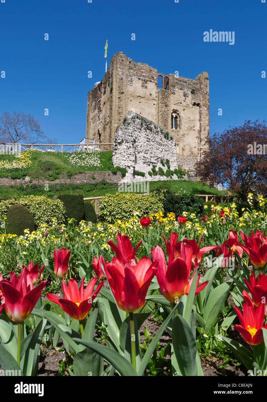 Guildford Castle with spring colour Guildford Surrey UK Stock Photo