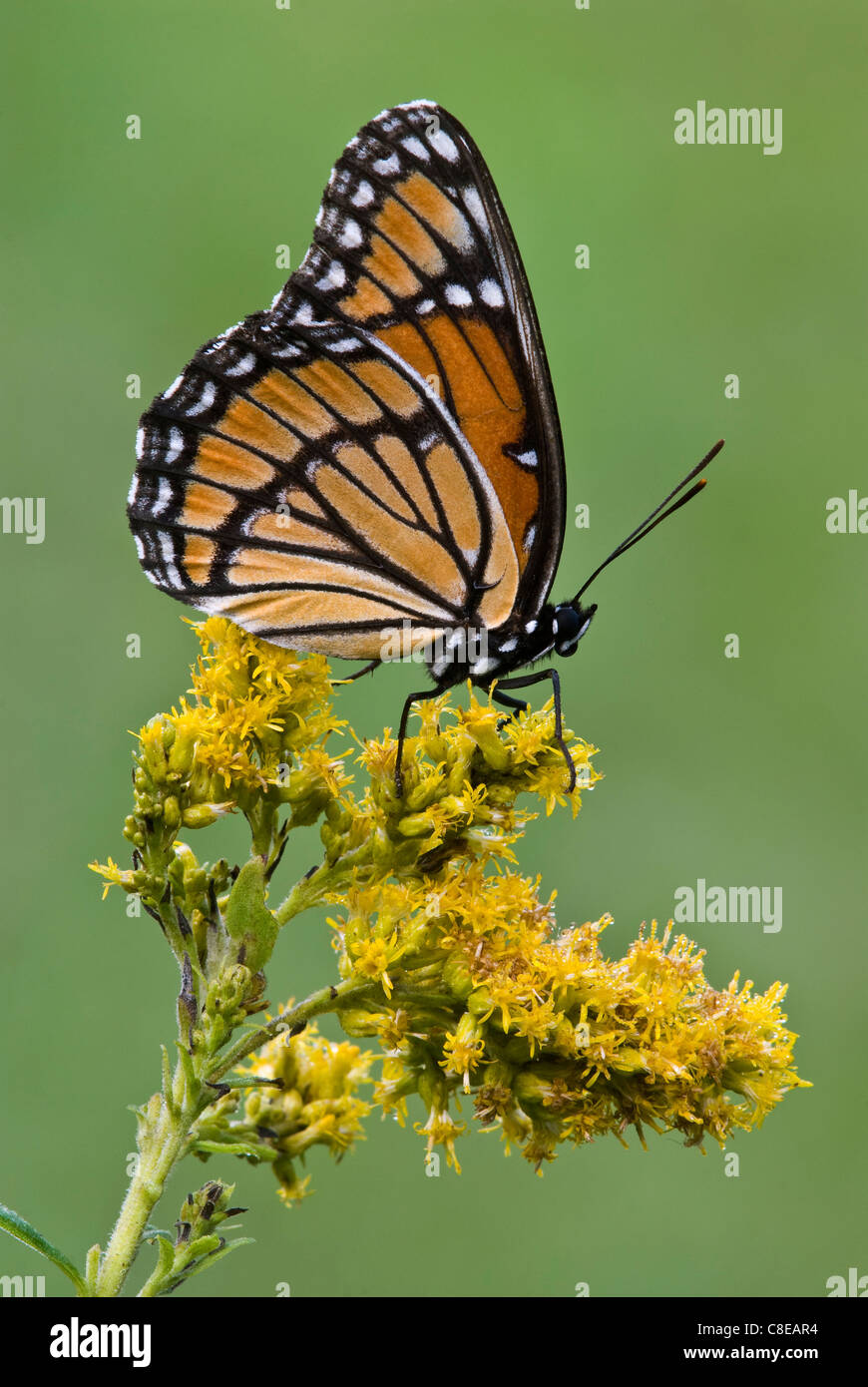 Viceroy Butterfly (Limenitis archippus) on Goldenrod (Solidago sps), late Summer, early Fall, E USA, by Skip Moody/Dembinsky Photo Assoc Stock Photo