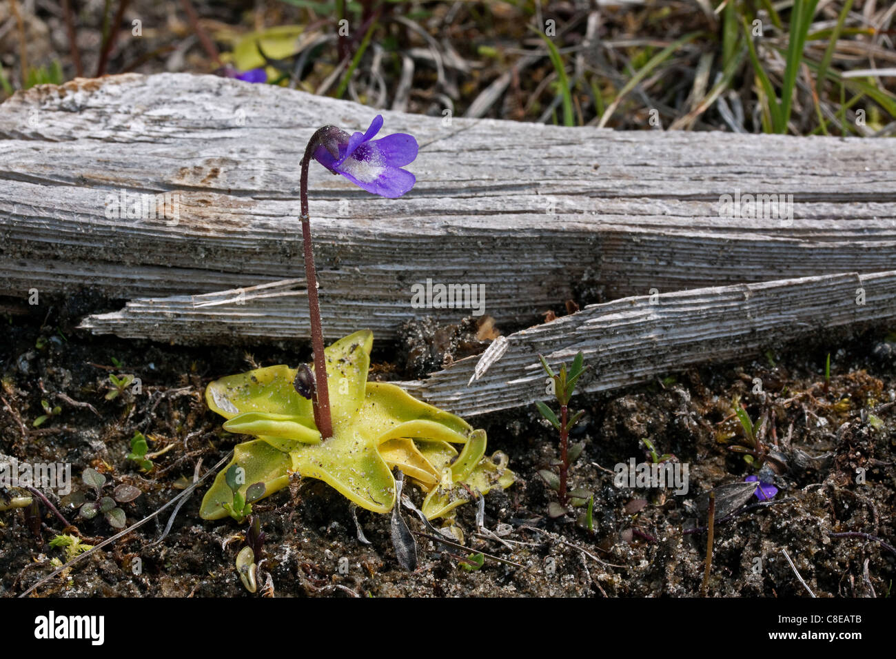 Carnivorous Yellow Butterwort in flower Pinguicula vulgaris Northern Michigan USA, by Carol Dembinsky/Dembinsky Photo Assoc Stock Photo