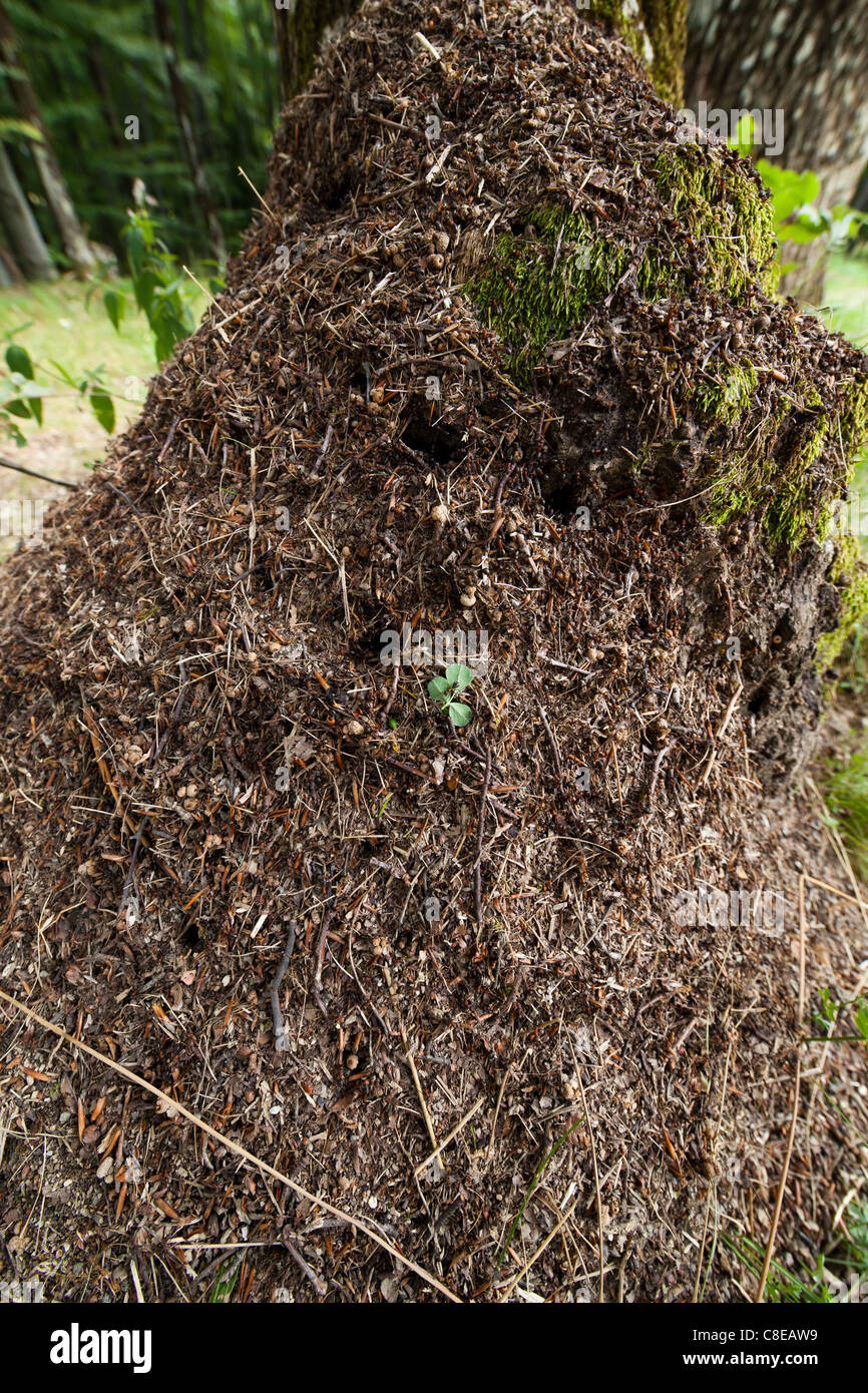 Ant mound hires stock photography and images Alamy