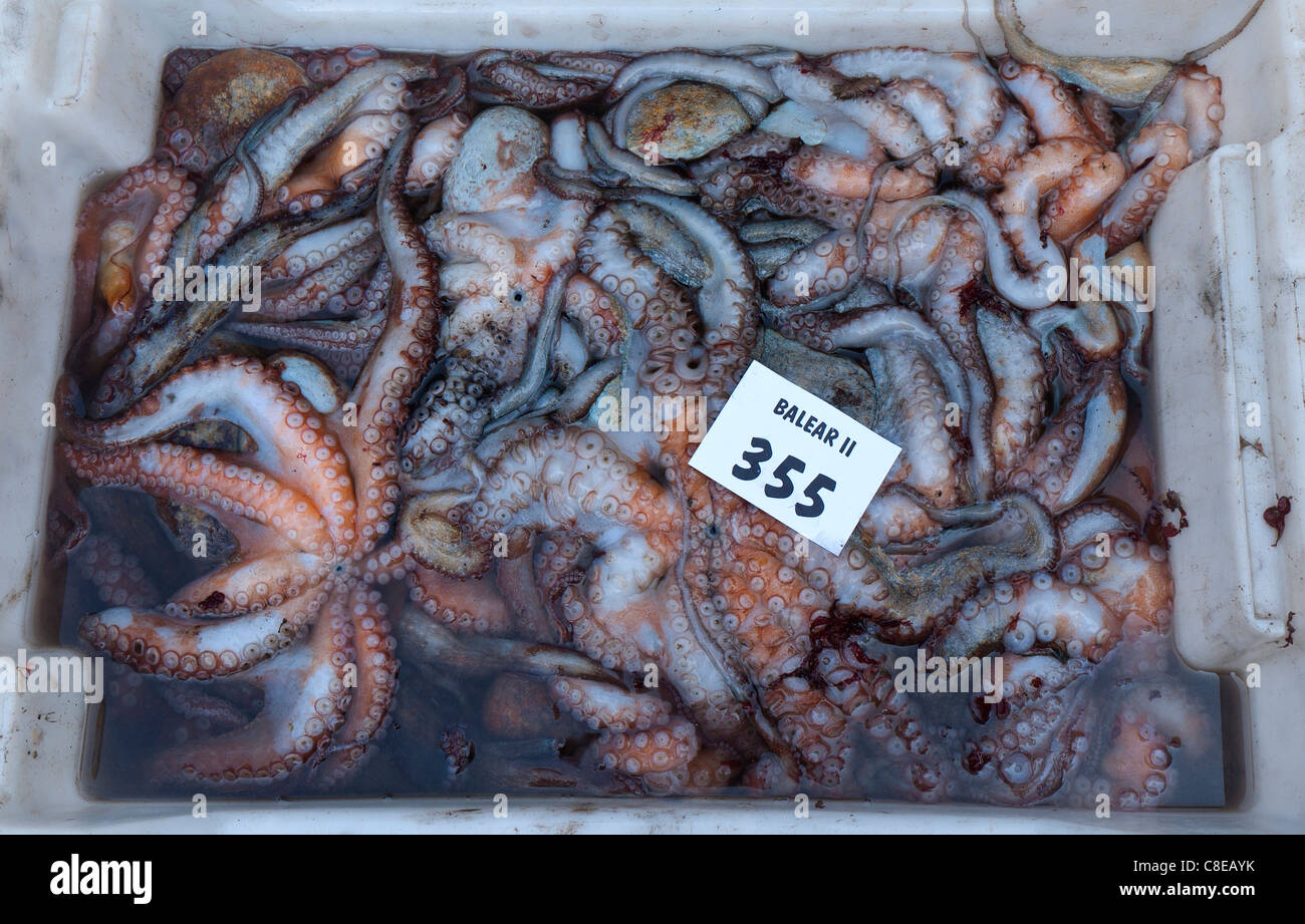 Freshly caught Octopus calamari squid pulpo varieties in ink harbour
