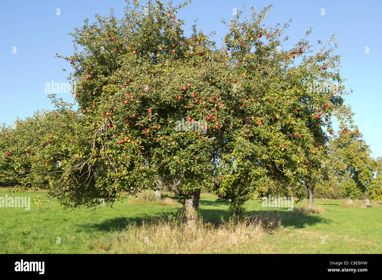 big apple tree Stock Photo - Alamy