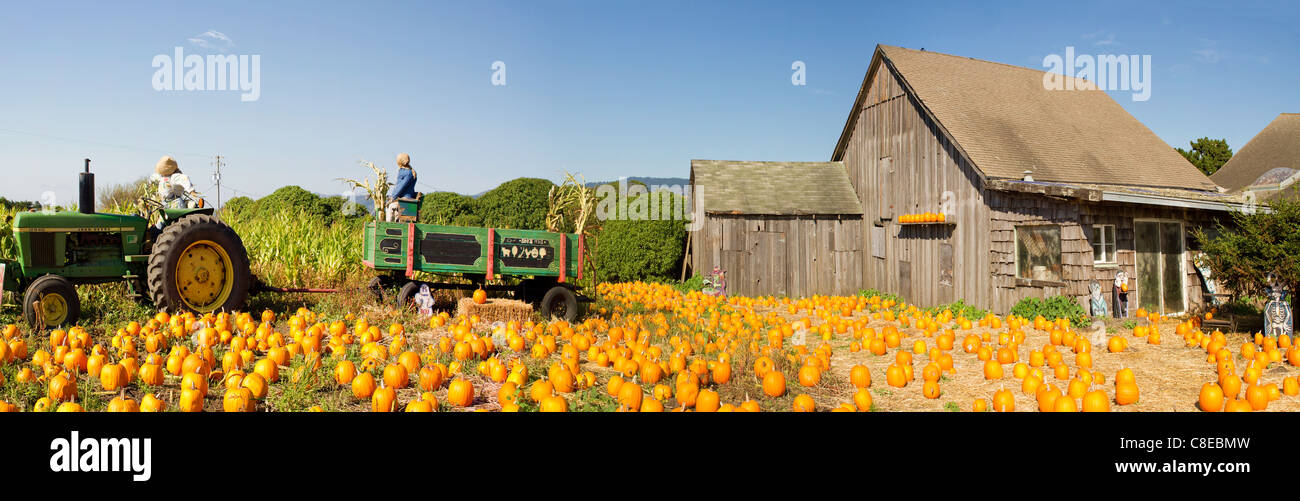 Pumpkin Patch Old Farm House with Halloween Decoration Panorama Stock Photo