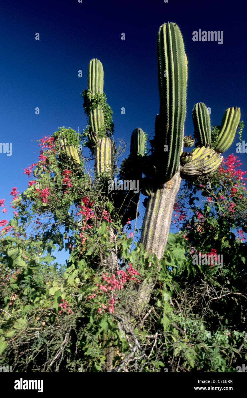 Cordon cactus in San Lucan xeric scrub ecoregion, Baja California Sur, Mexico Stock Photo