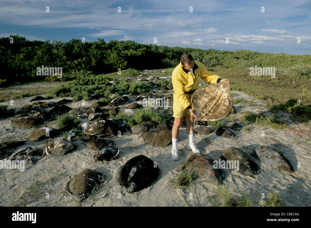 Mexican illegal turtles hi-res stock photography and images - Alamy