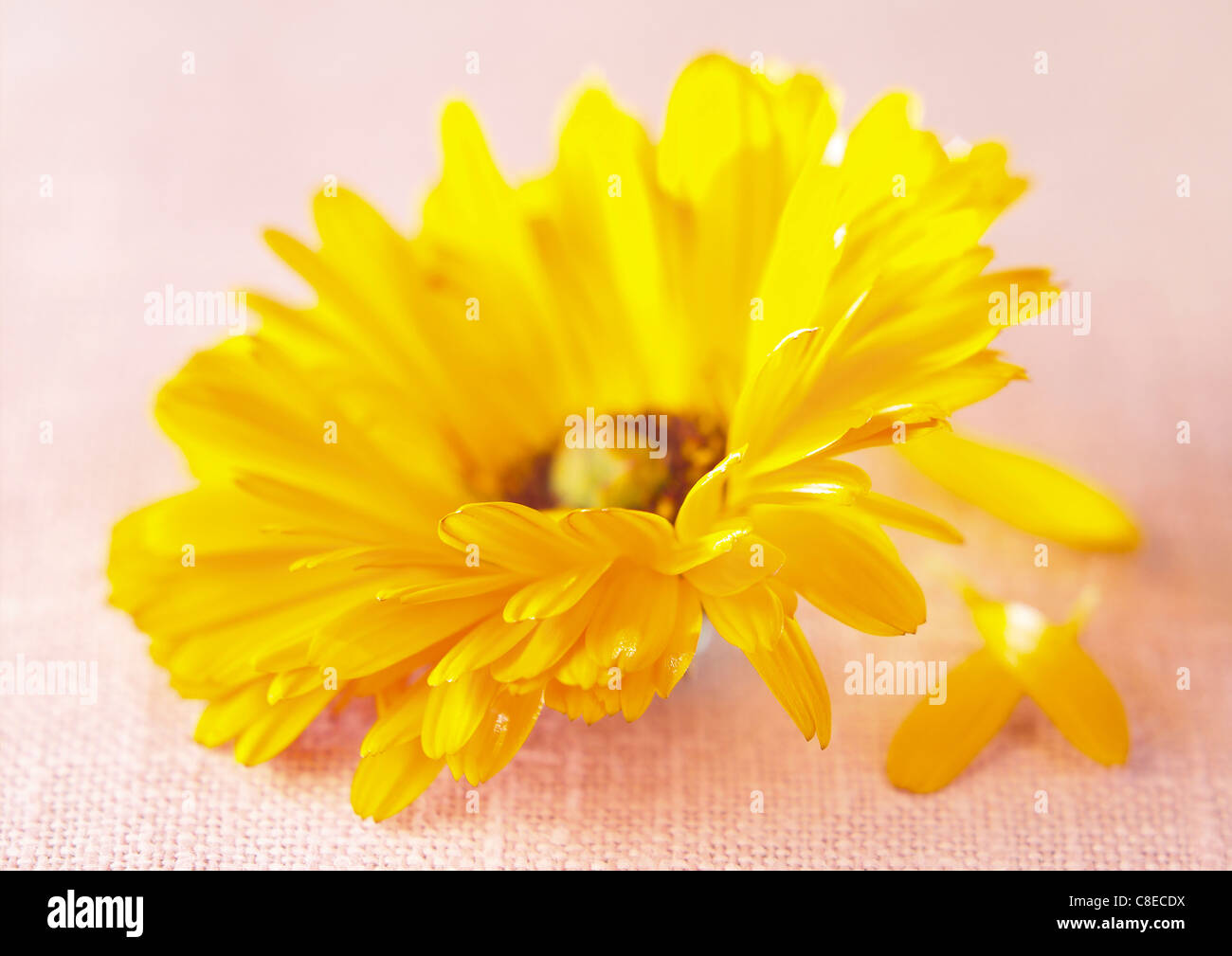 Marigold Stock Photo