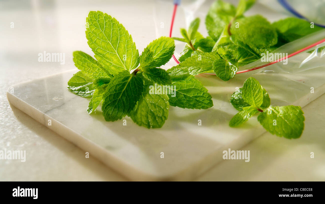 Fresh Mint Leaves being packed for storing Stock Photo