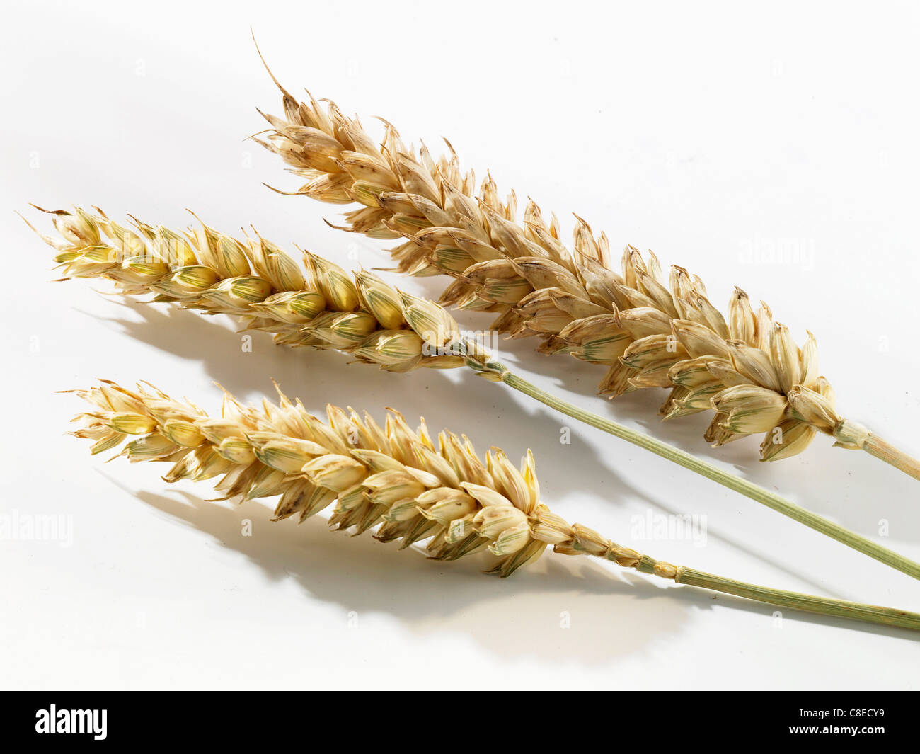 Ears of wheat Stock Photo
