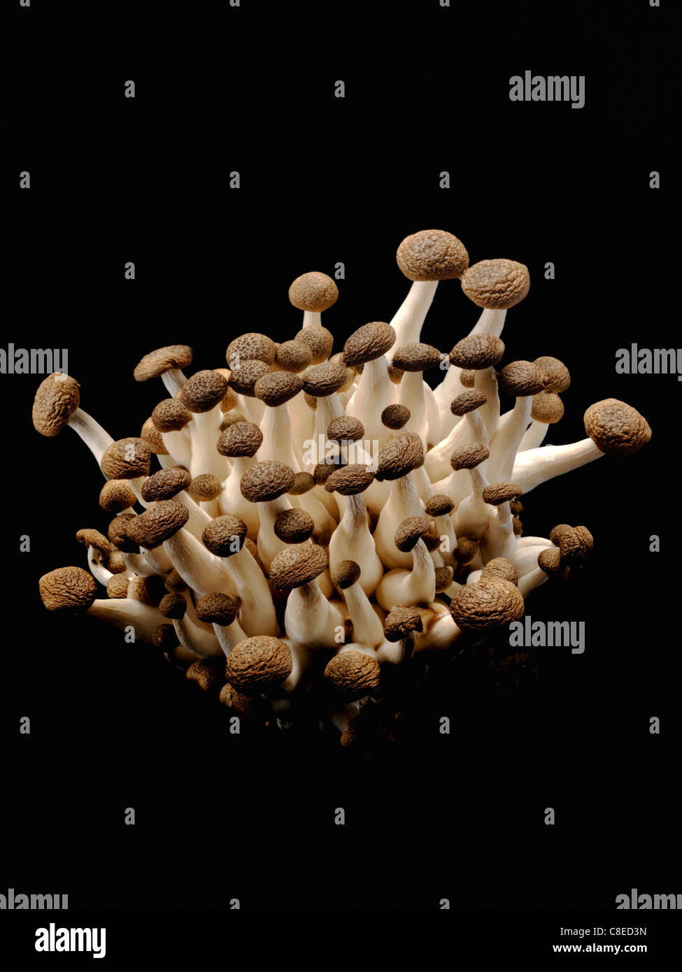 Poolitas Pholiotas hi-res stock photography and images - Alamy