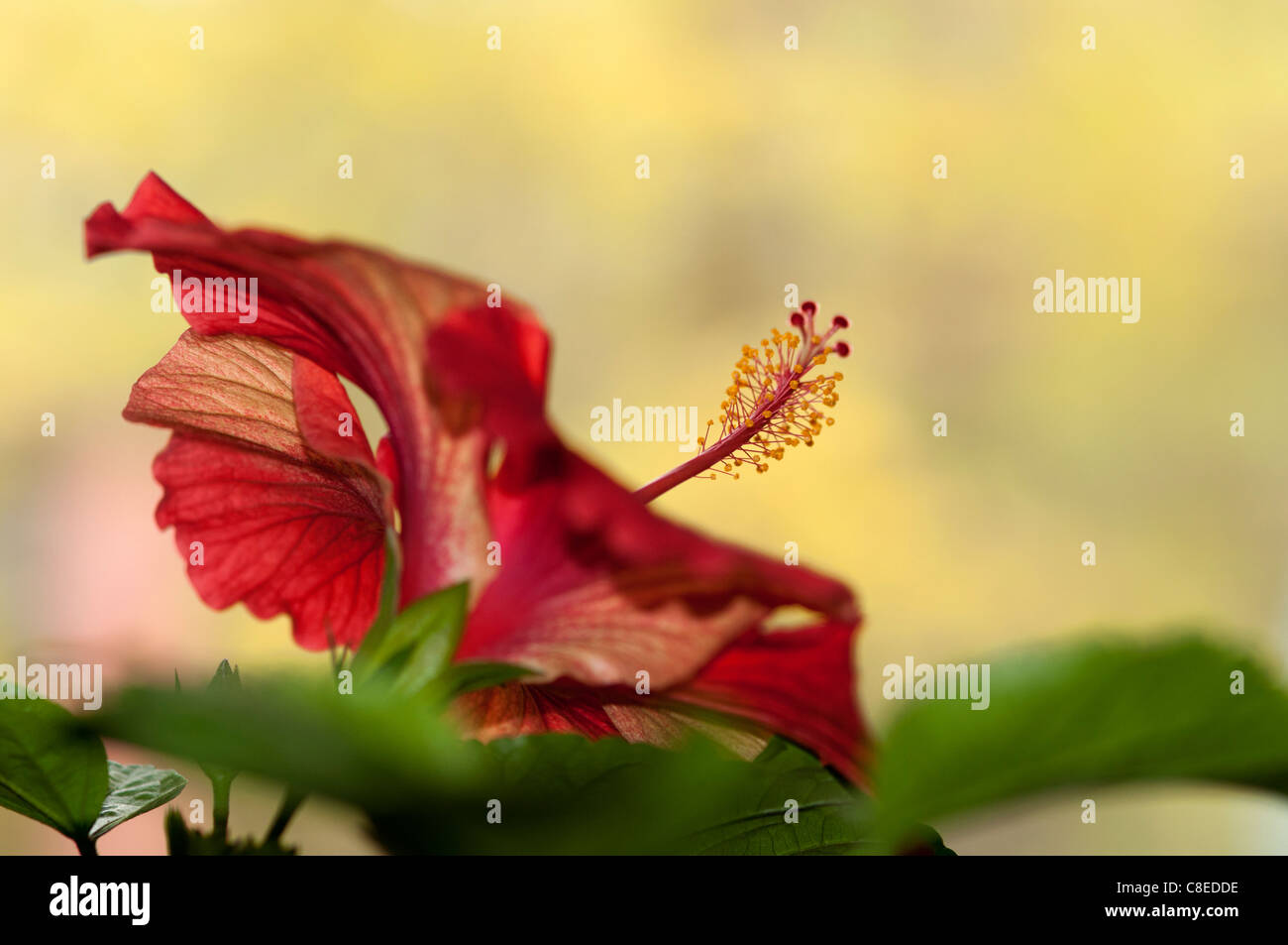 Red Hibiscus bloom Stock Photo Alamy