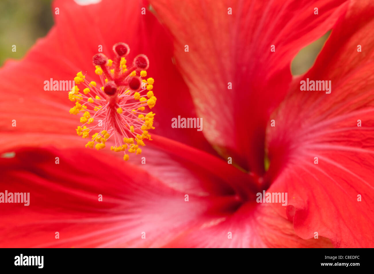 Red Hibiscus bloom Stock Photo Alamy