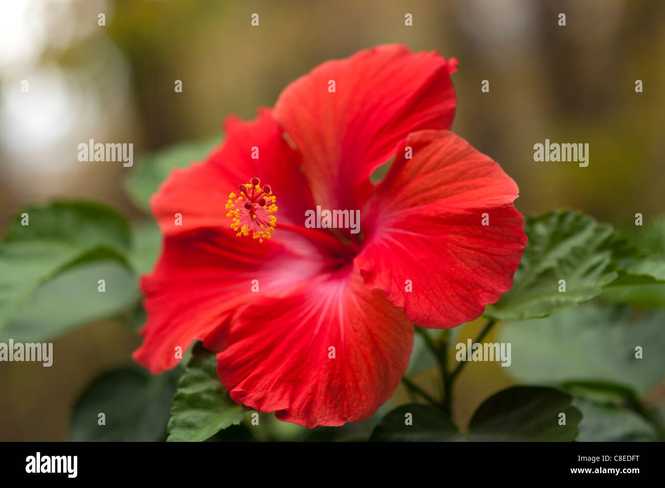 Red Hibiscus bloom Stock Photo Alamy
