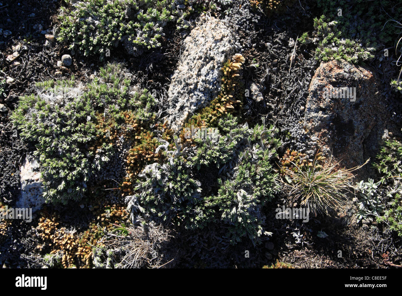 detail of alpine tundra growing in the high Sierra Nevada mountains Stock Photo