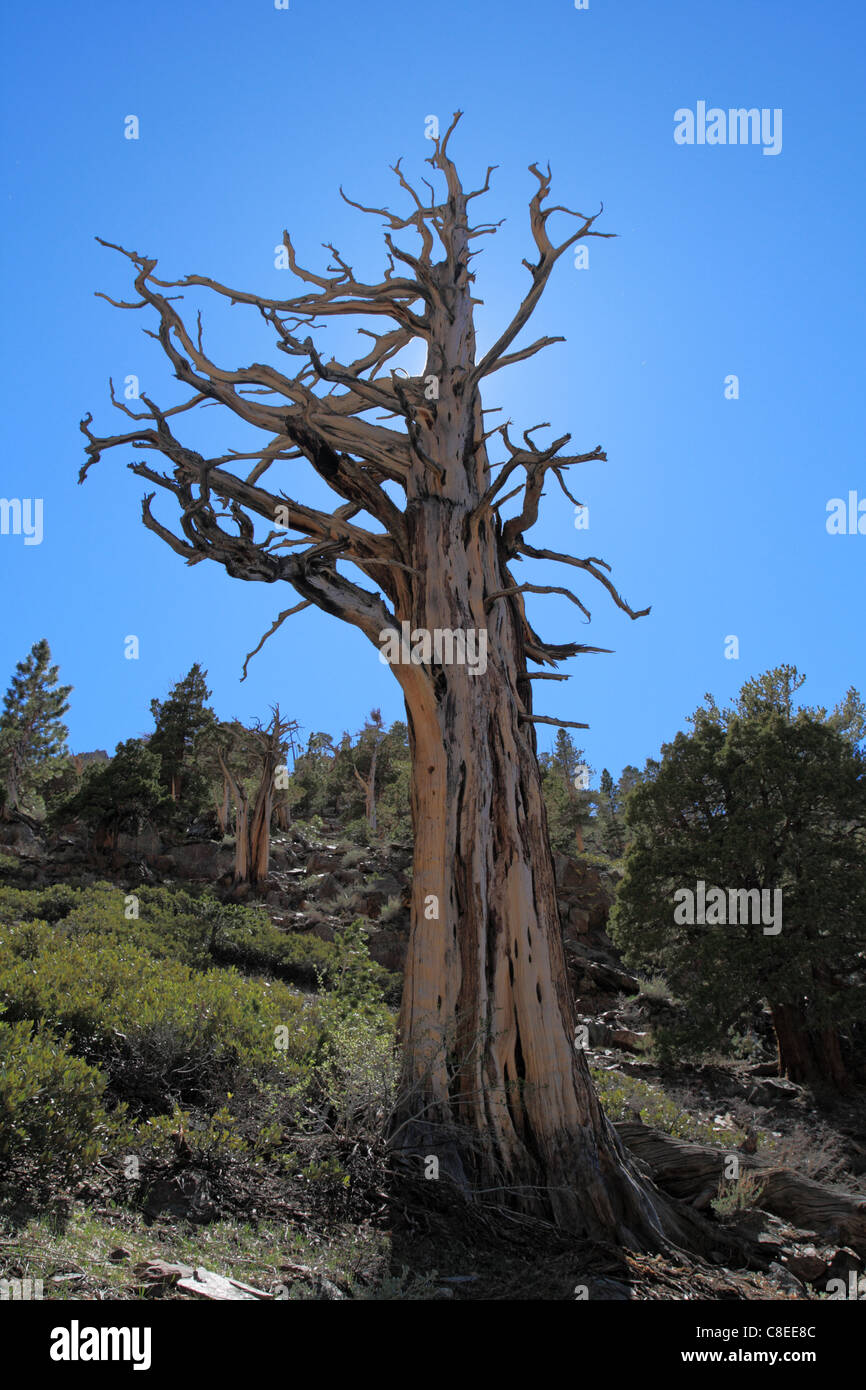 backlit skeletal dead tree in the Sierra Nevada Mountains Stock Photo