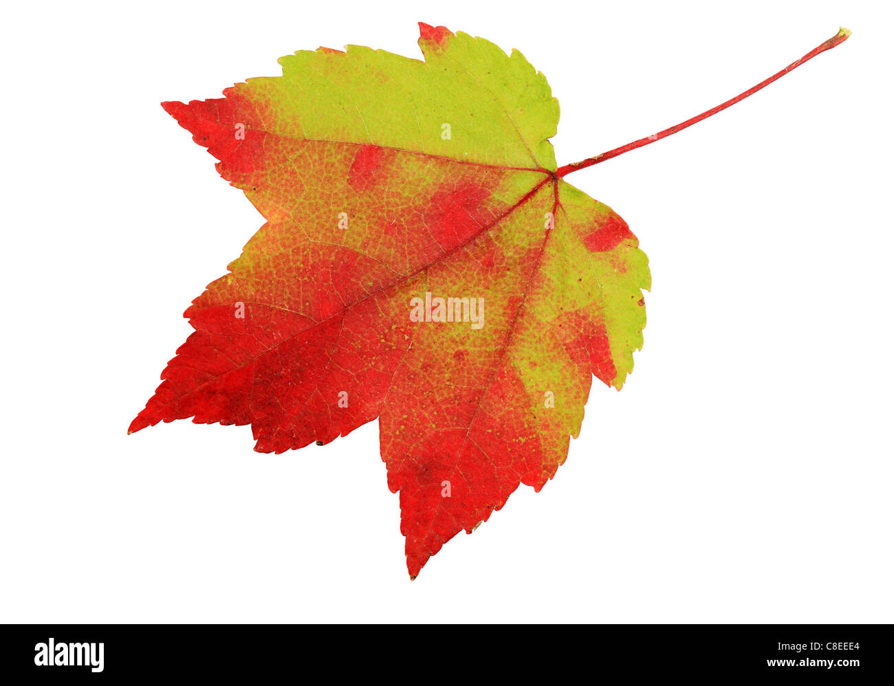 red and green maple leaf isolated on white background Stock Photo