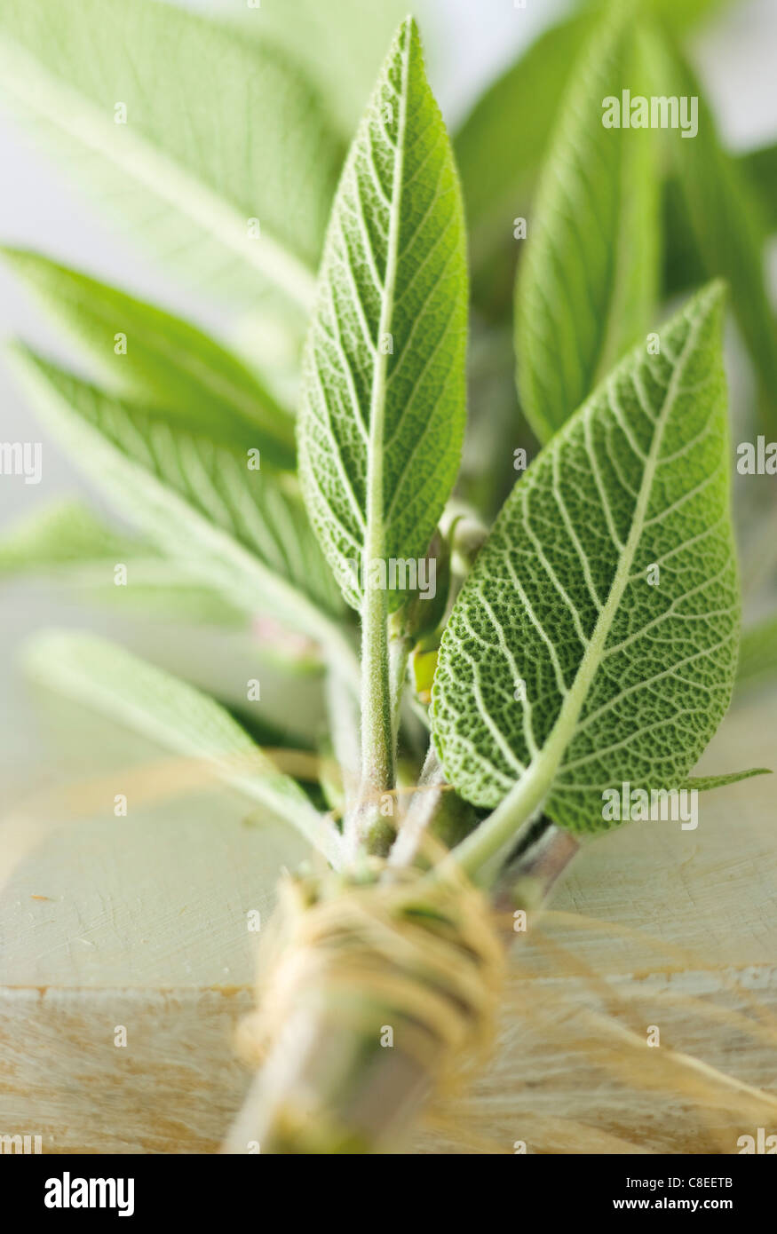 Bunch of fresh sage Stock Photo