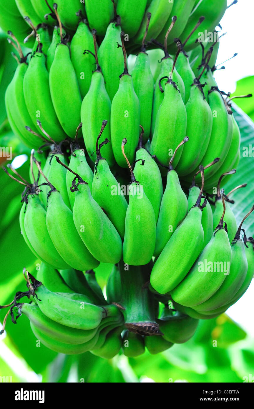head of bananas on a banana tree Stock Photo Alamy