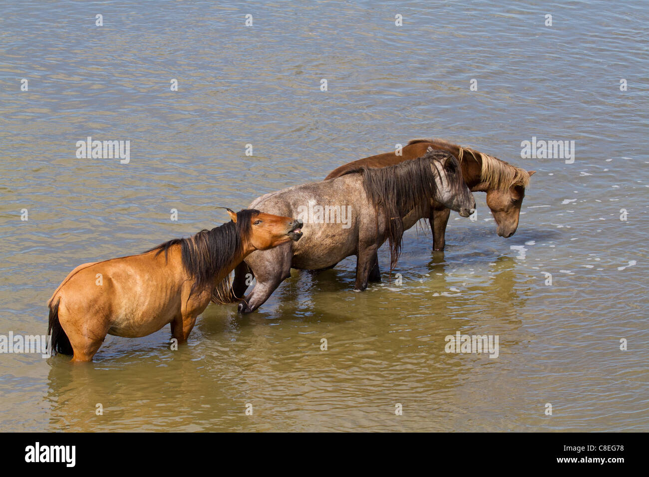 Horses crossing a river in Mongolia Stock Photo Alamy