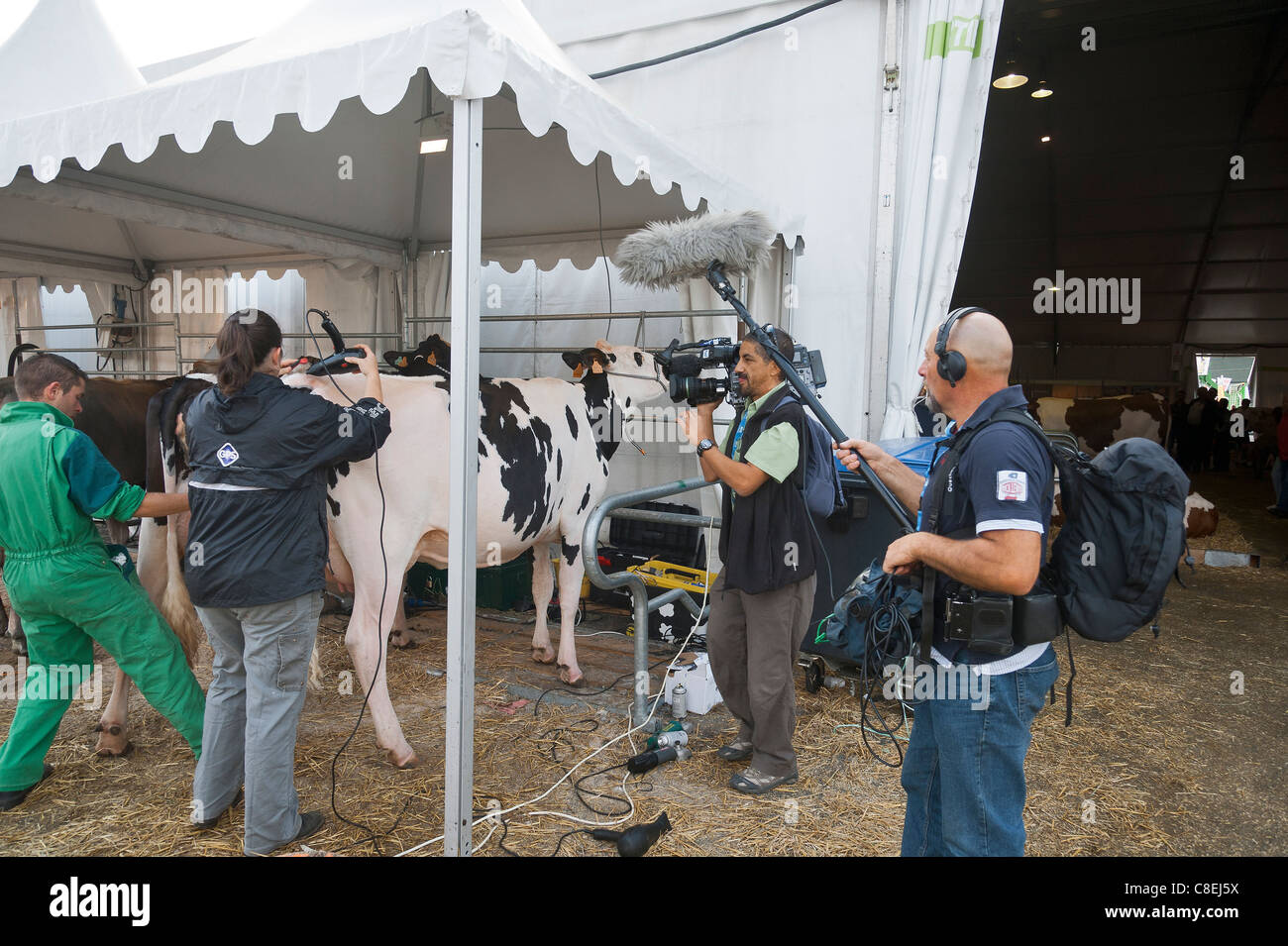 Television team to film grooming  cows at agriculture show Stock Photo