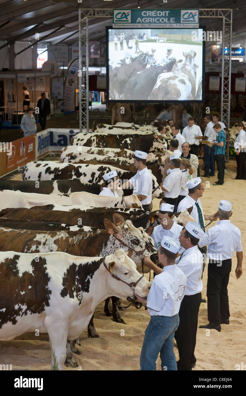 Cows of Normande Breed in competition  at Agriculture show Stock Photo