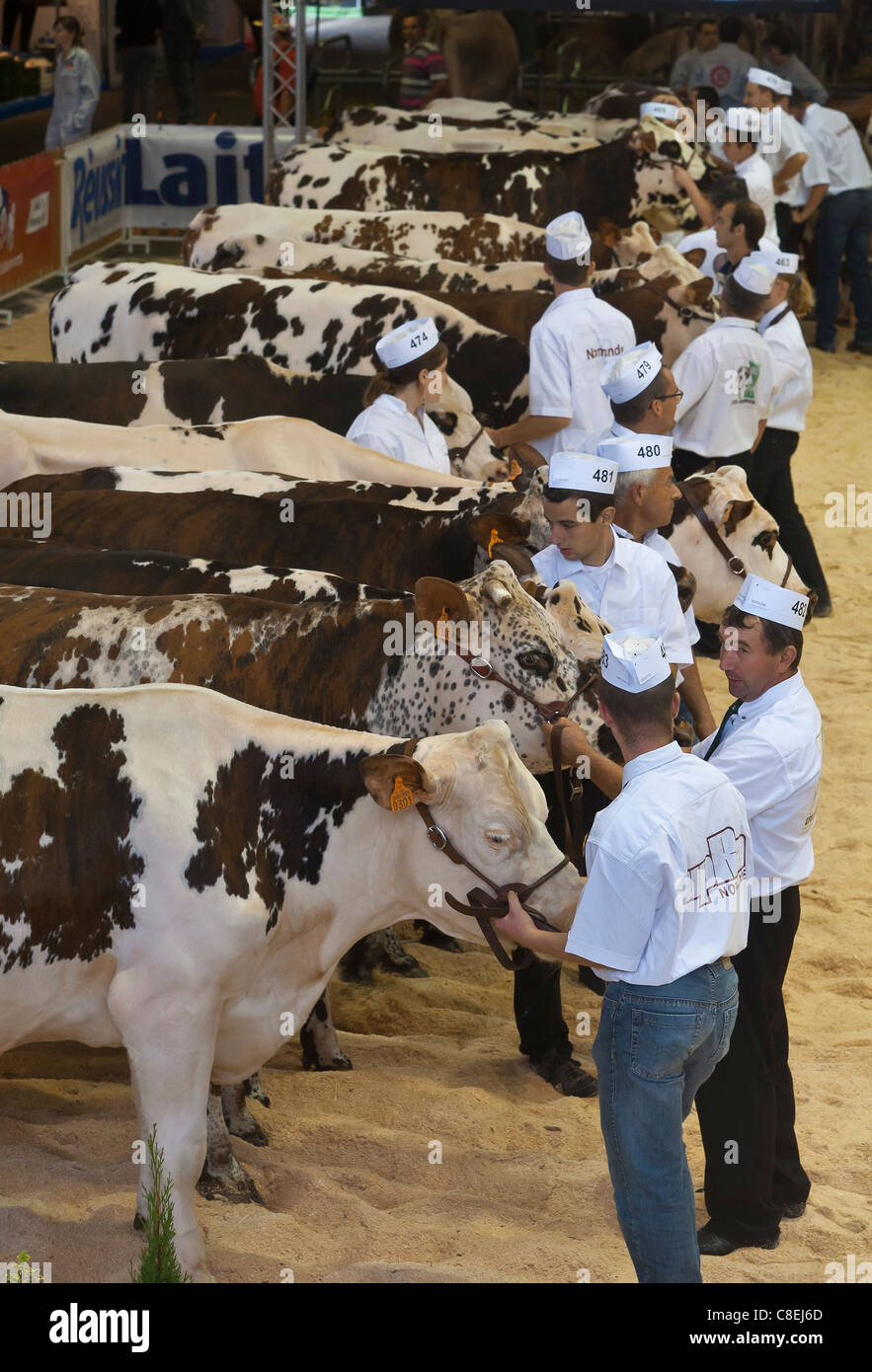Cows of Normande Breed in competition  at Agriculture show Stock Photo
