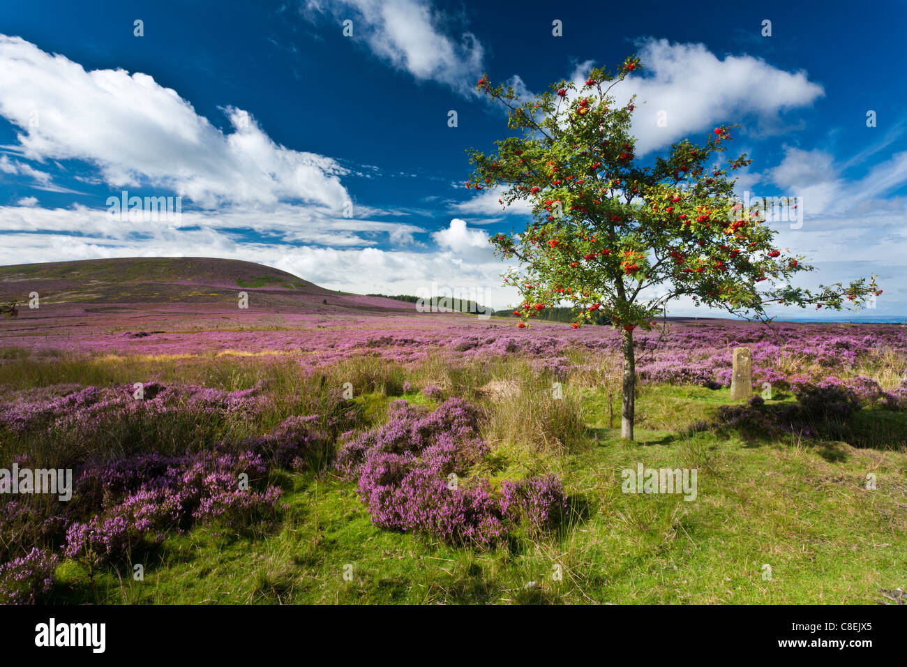 Lone Tree, Marker Stone and Heather, Black Hambleton, North Yorkshire Stock Photo