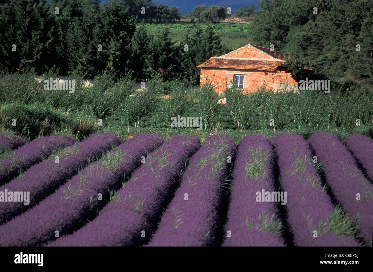 Lavender Field And Wine Tour France Lavender Field And Wine Tour France