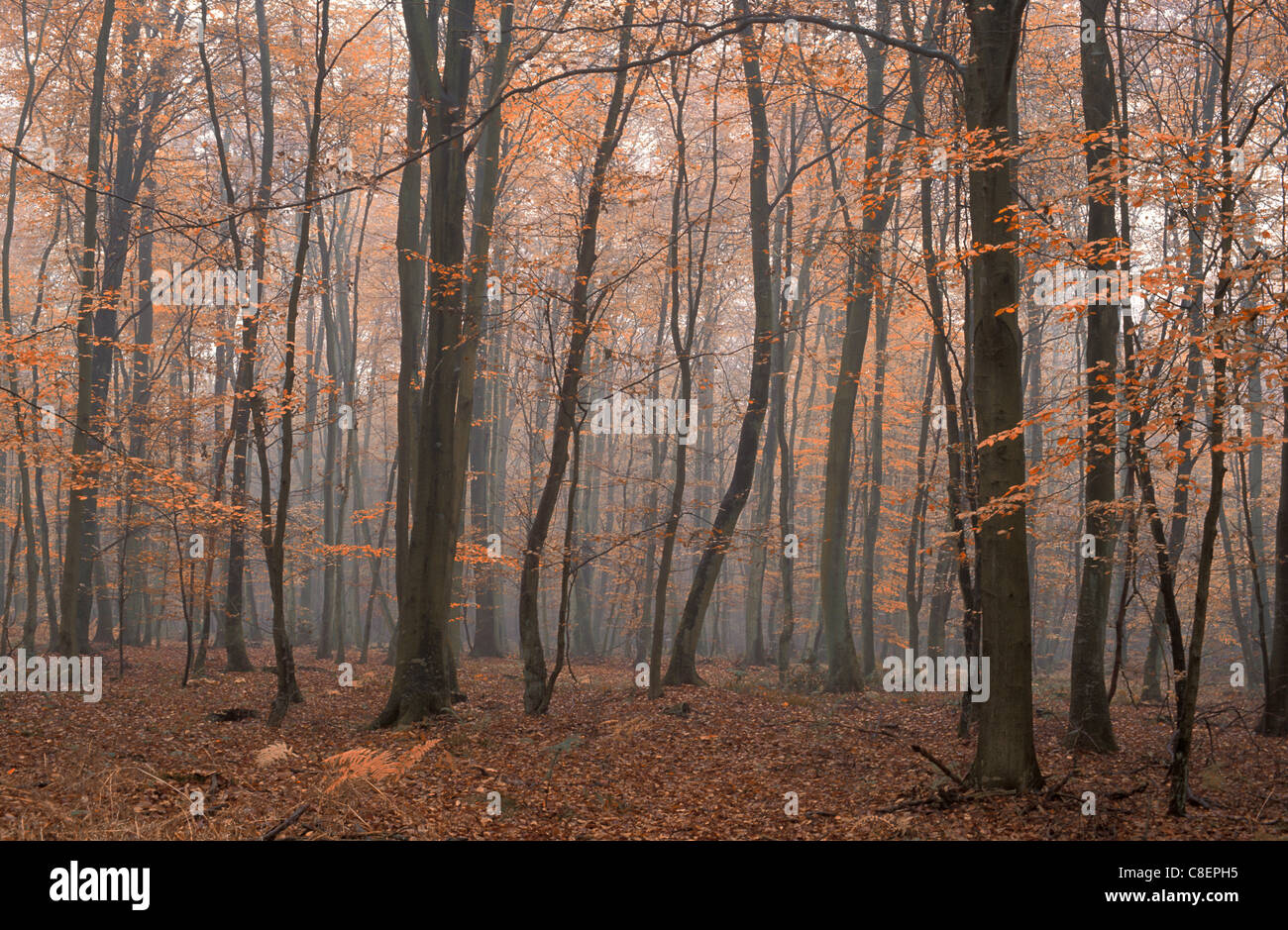 Beech Tree Forest, near St. Saens, Normandy, France, Europe, forest, trees, wood Stock Photo