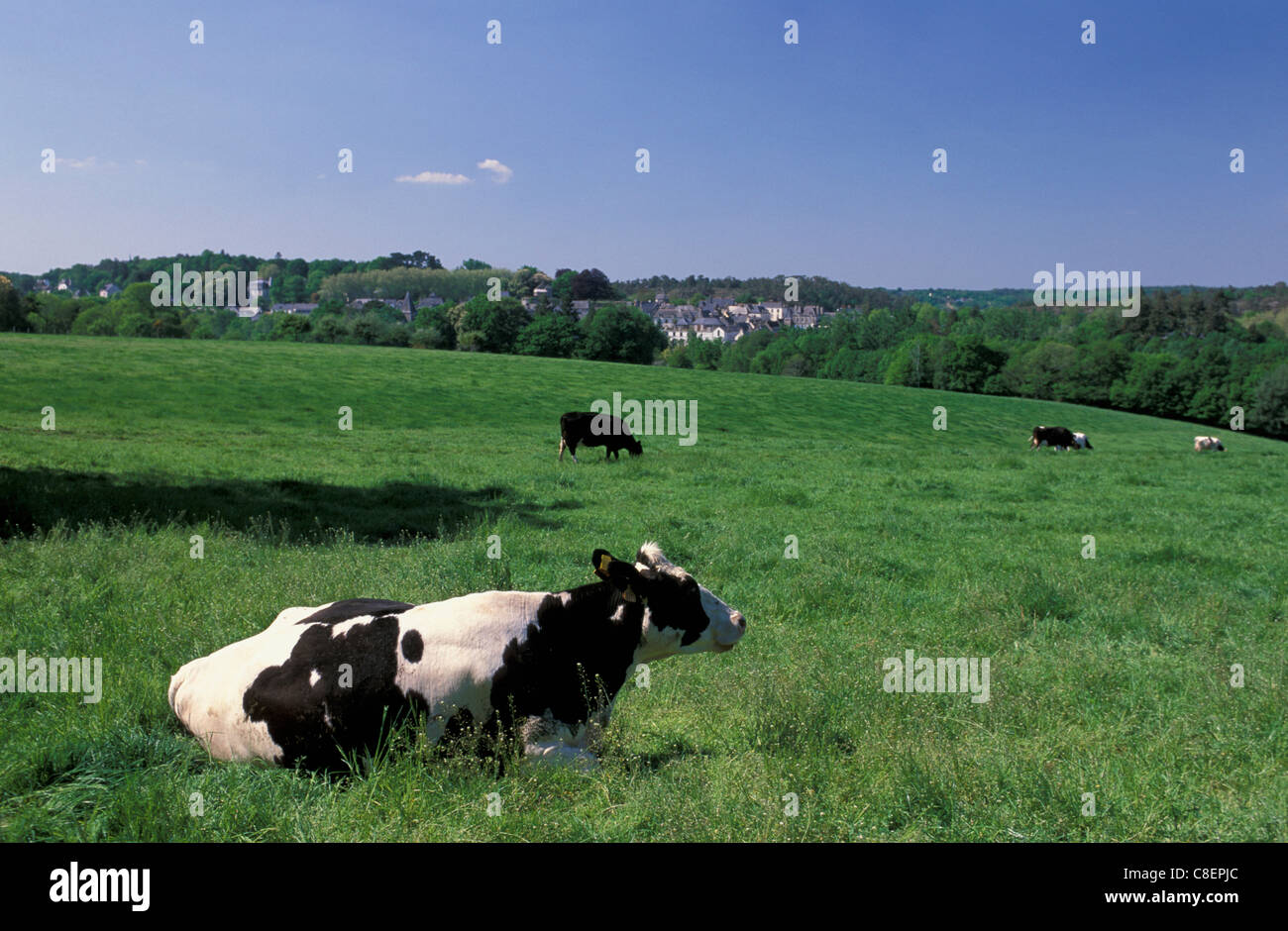 Cows, near Rochefort en terre, Brittany, France, Europe, field, agriculture Stock Photo