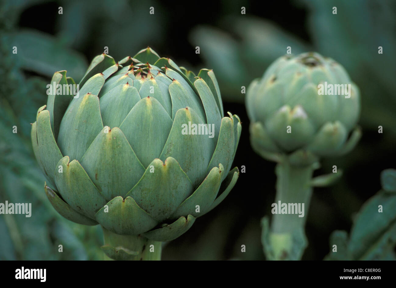 Artichoke, Brittany, Bretagne, France, Europe, food, vegetable Stock Photo Alamy