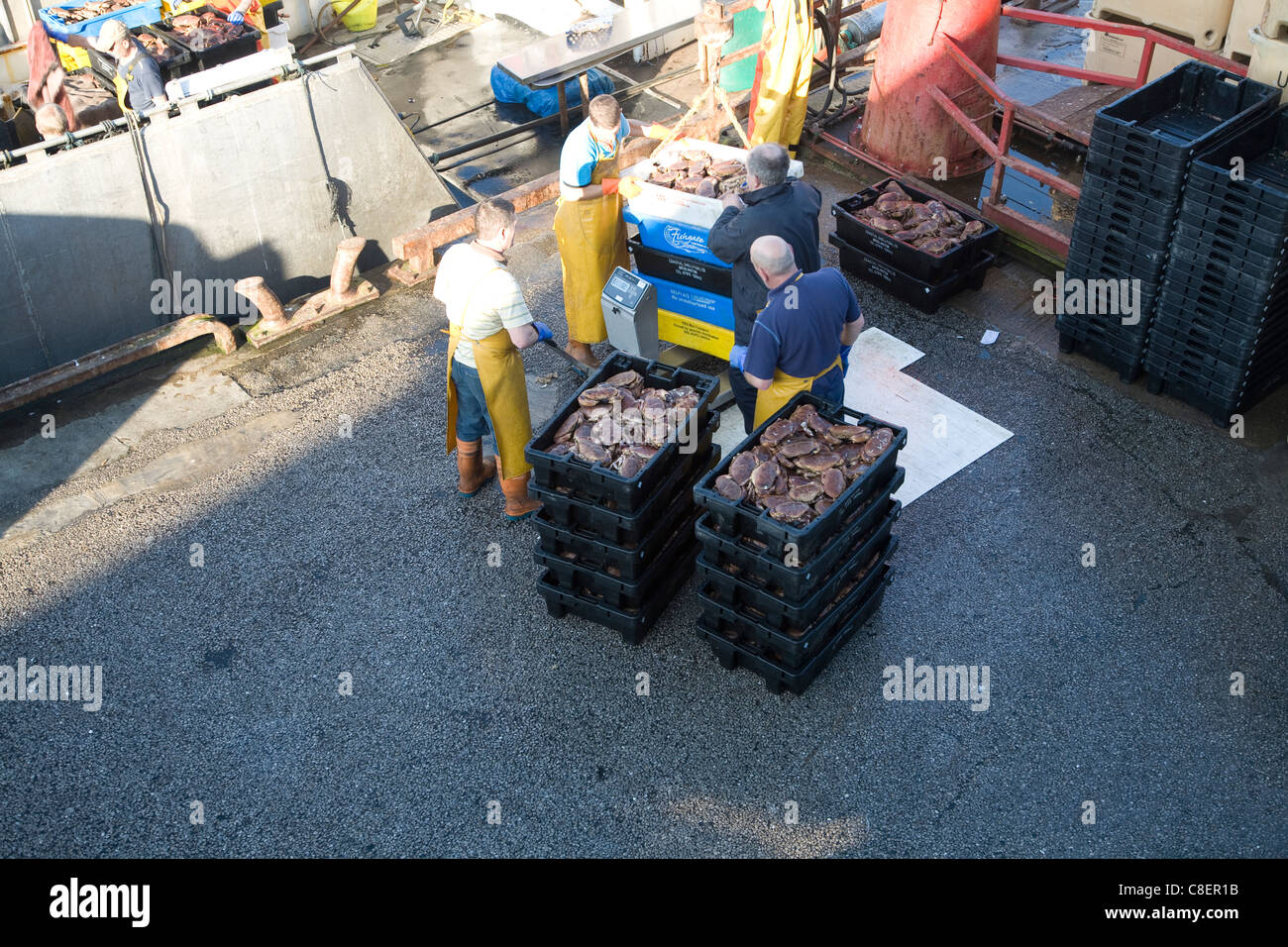 Fishing harbour unloading fresh catch Bridlington, Yorkshire, England Stock Photo Alamy