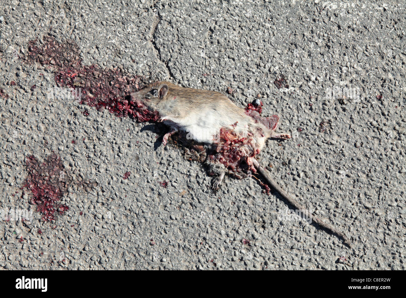 Rat Roadkill Stock Photo