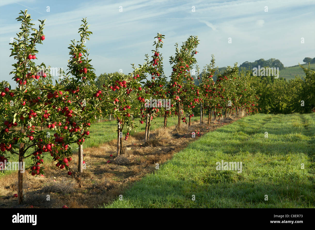 Apple orchard, Somerset, England, United Kingdom Stock Photo