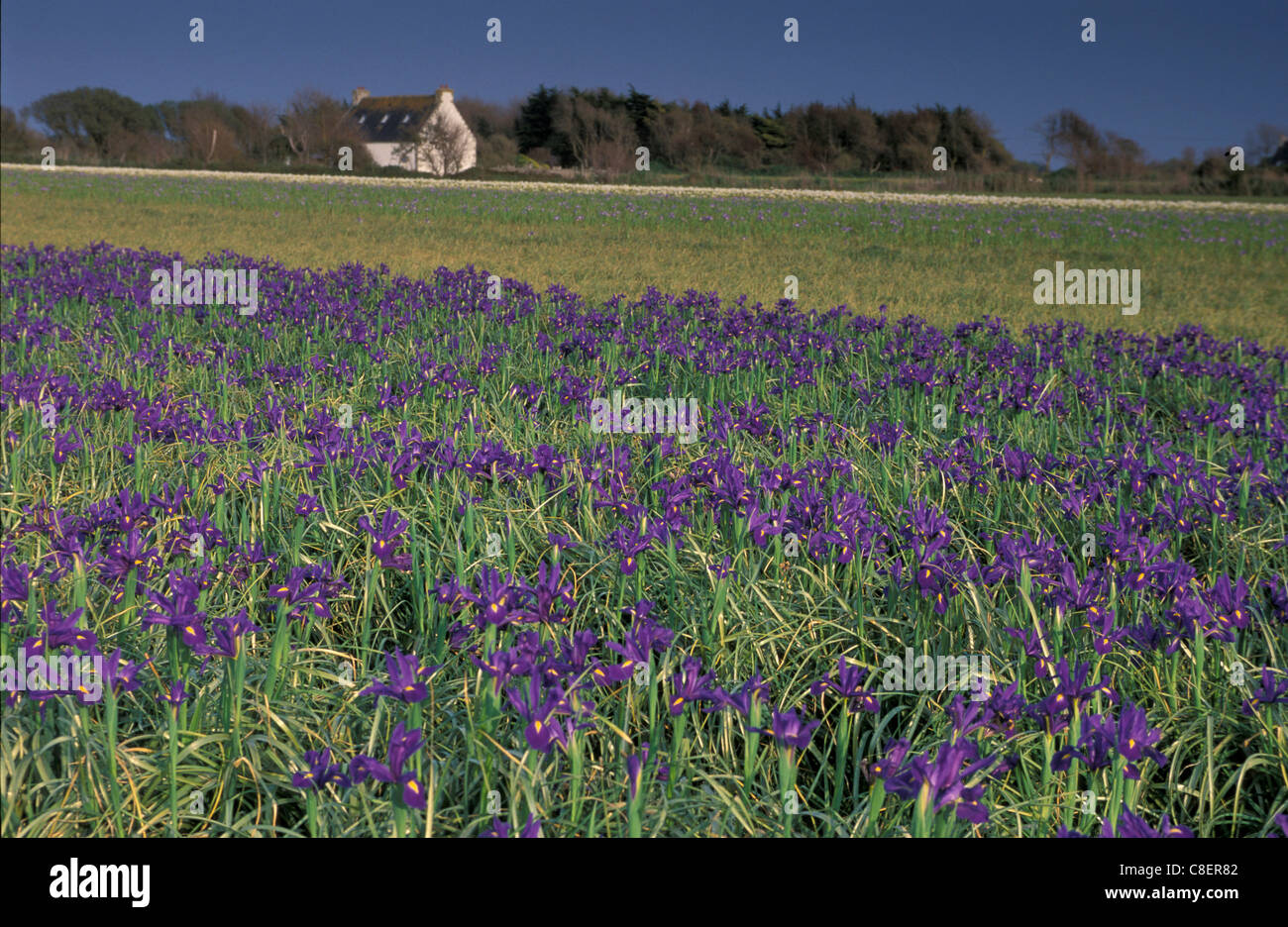 Field, Lilies, Flowers, near St. Guenole, Brittany, Bretagne, France, Europe, nature Stock Photo