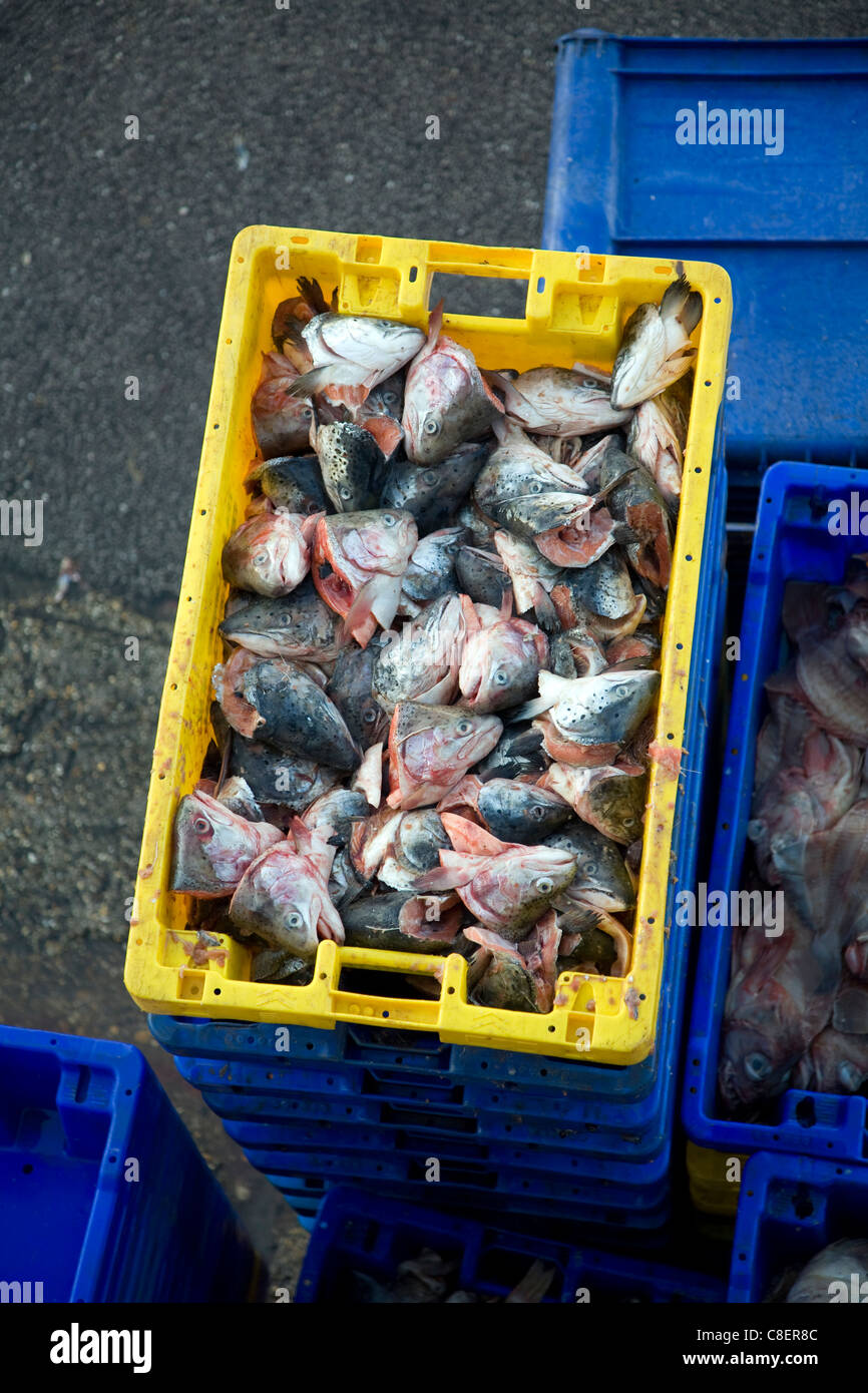 Fishing harbour unloaded fresh catch Bridlington, Yorkshire, England