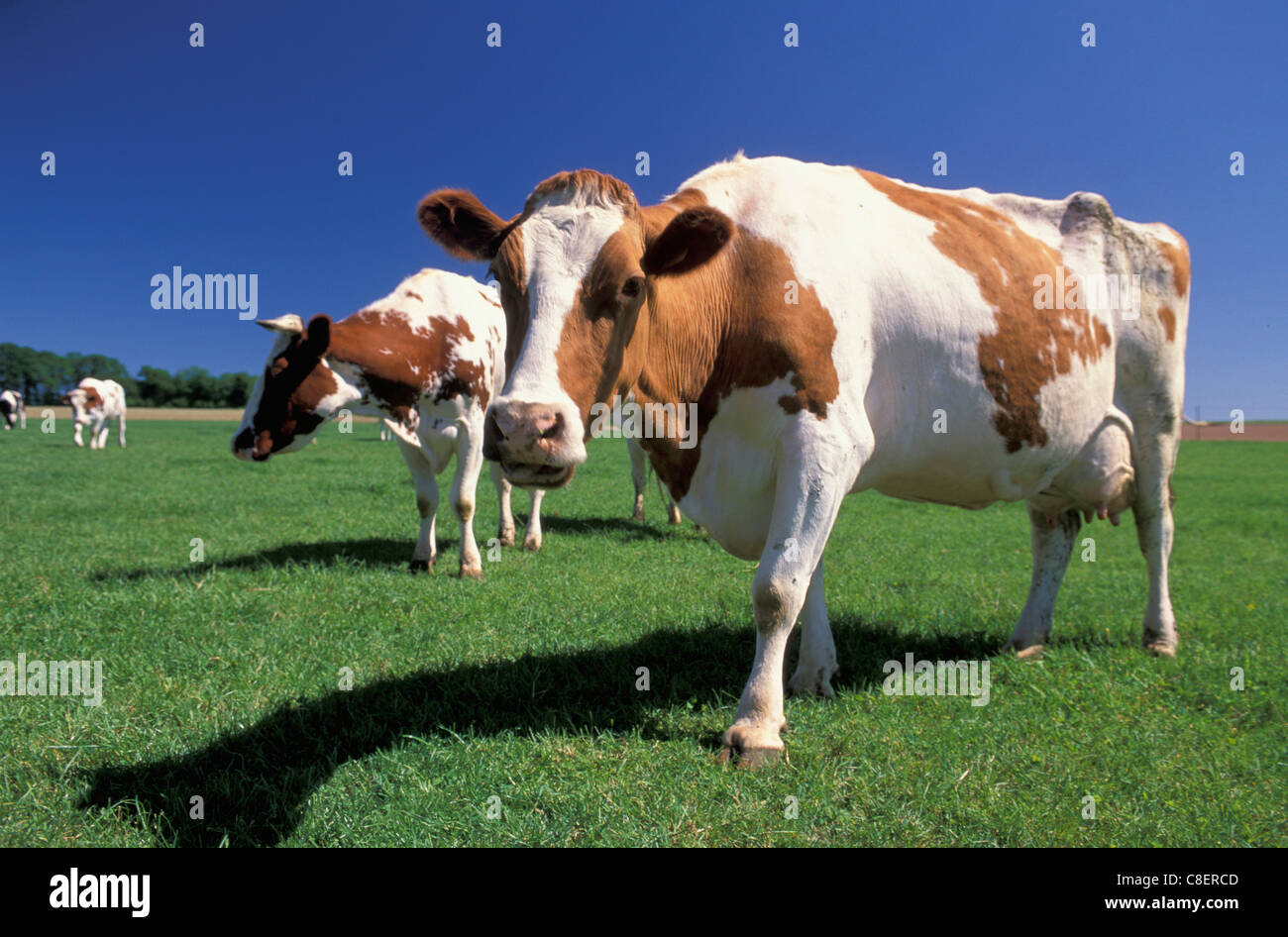 Cows, Brittany, Bretagne, France, Europe, agriculture Stock Photo