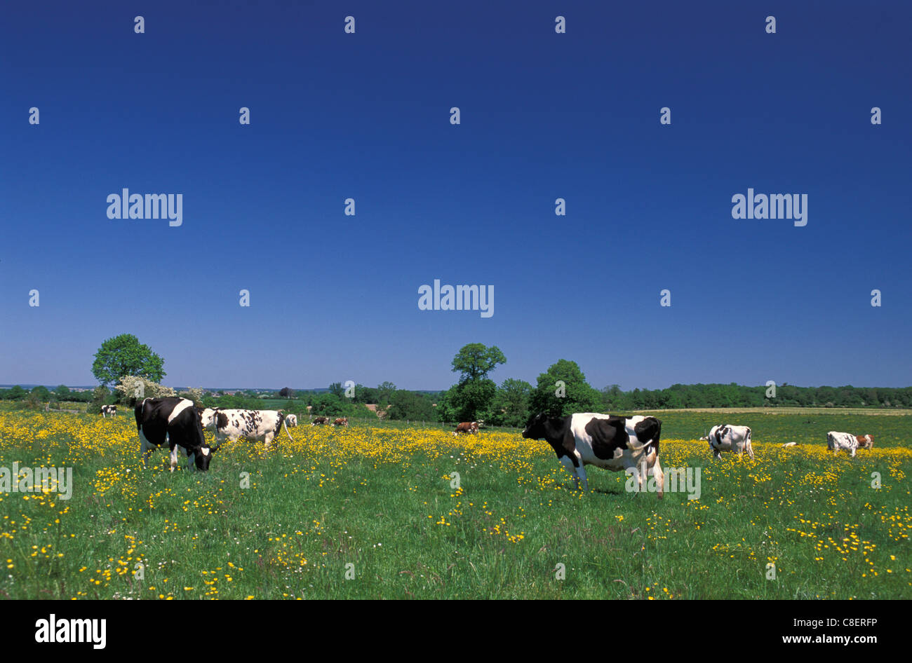 Grass cows hi-res stock photography and images - Alamy