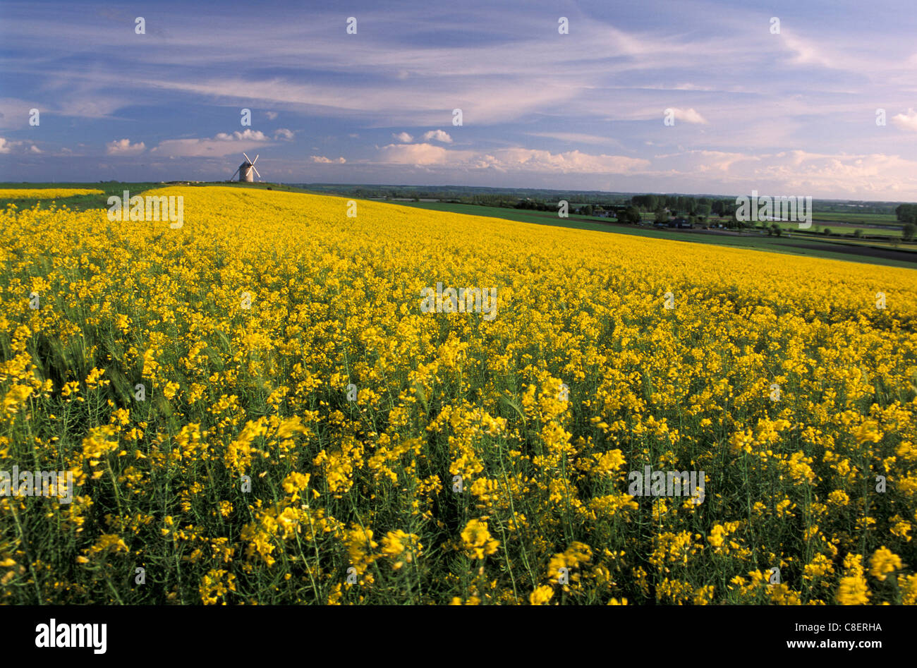Fields, flowers, Windmill, near Mont St. Michel, Normandy, France, Europe, Stock Photo