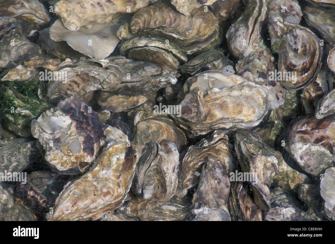Oysters, Cancale, Brittany, Bretagne, France, Europe, Stock Photo