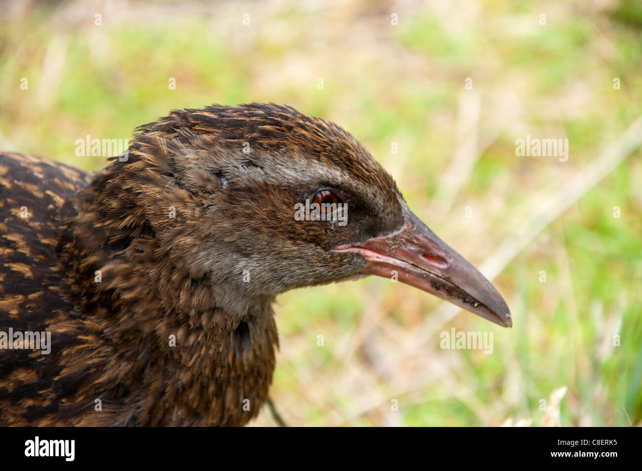 The Weka Gallirallus australis is an endemic flightless bird in New Zealand.  Die Wekaralle Gallirallus australis ist ein Vogel. Stock Photo