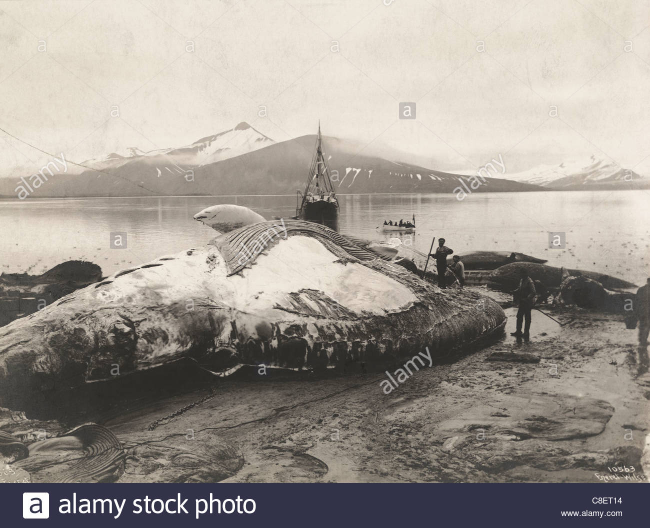 Blubber Oil Stock Photos & Blubber Oil Stock Images Alamy