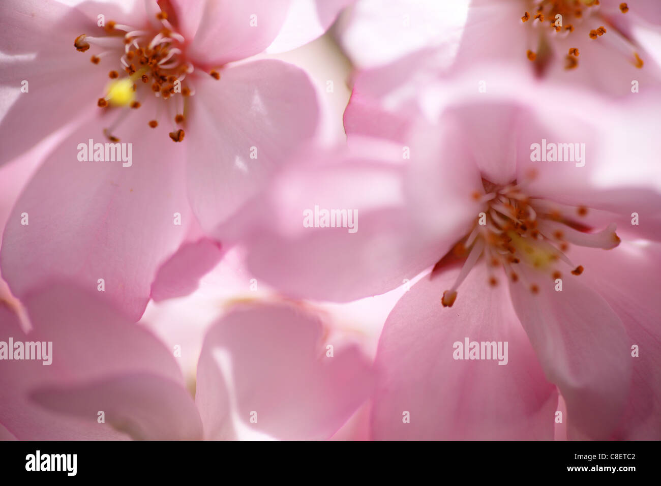 Japanese cherry blossom Stock Photo